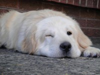 /album/galeria-de-fotos-pagina-inicial/a539772-600607839974371-584313130-n-jpg/