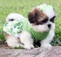 /album/galeria-de-fotos-pagina-inicial/a1370951972-518923325-5-filhotinhos-de-pug-shih-tzu-york-shire-goias-jpg/