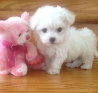 /album/galeria-de-fotos-pagina-inicial/a1384449528-566374181-1-fotos-de-maltes-filhotinhos-tel-989057356-jpg/